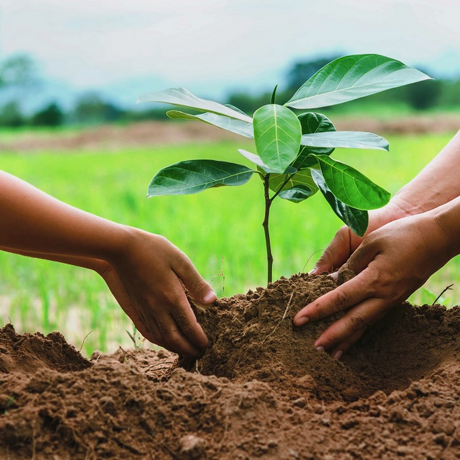 people hand helping plant the tree working together in farm concept save world people hand helping plant the tree working together in farm concept save world